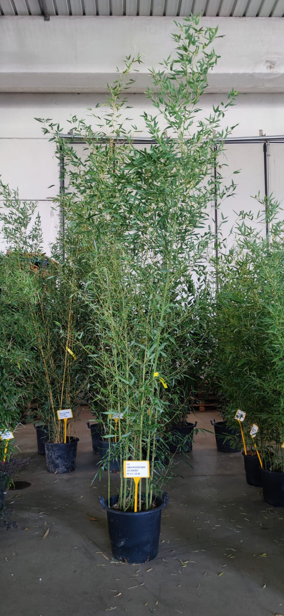 Seagrave Nurseries Bamboo Phyllostachys Bissettii 250 300cm